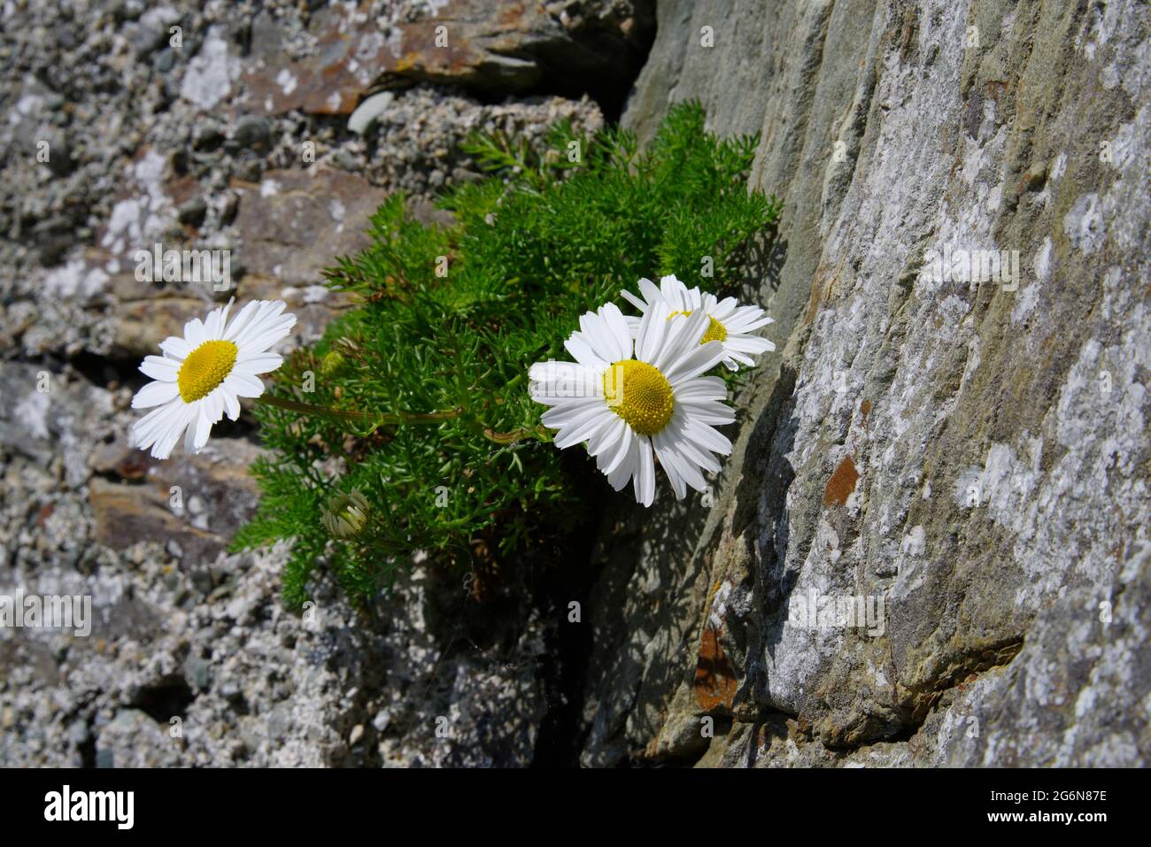 Oxeye Daisy, South Stack Cliffs, Holyhead, North Wales, Stockfoto