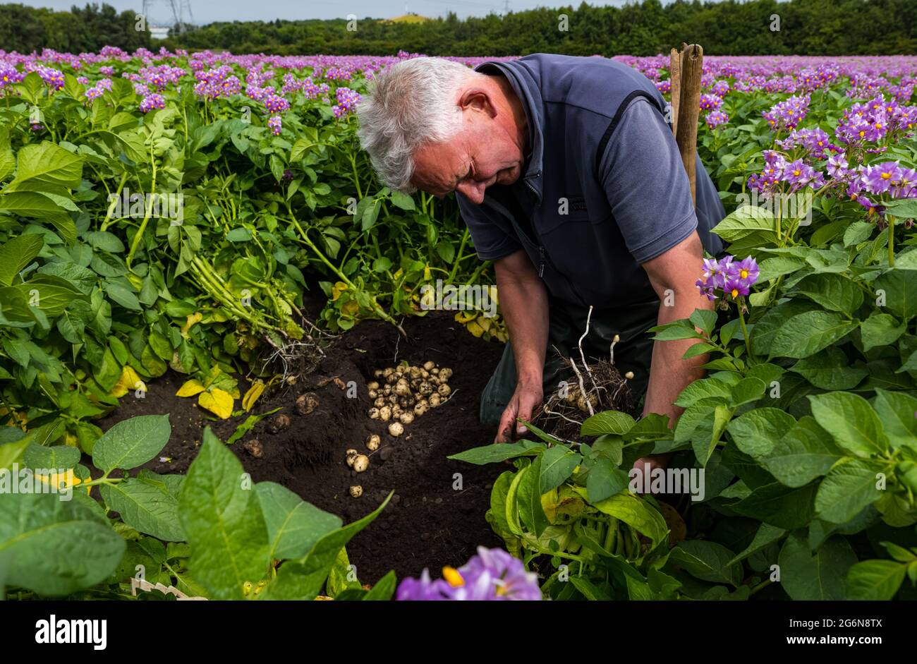 Geert Knottenbelt, der Manager des Luffness-Hauptbetriebs, überprüft den Maris-Peer-Kartoffelertrag in Summer Crop Field, East Lothian, Schottland, Großbritannien Stockfoto