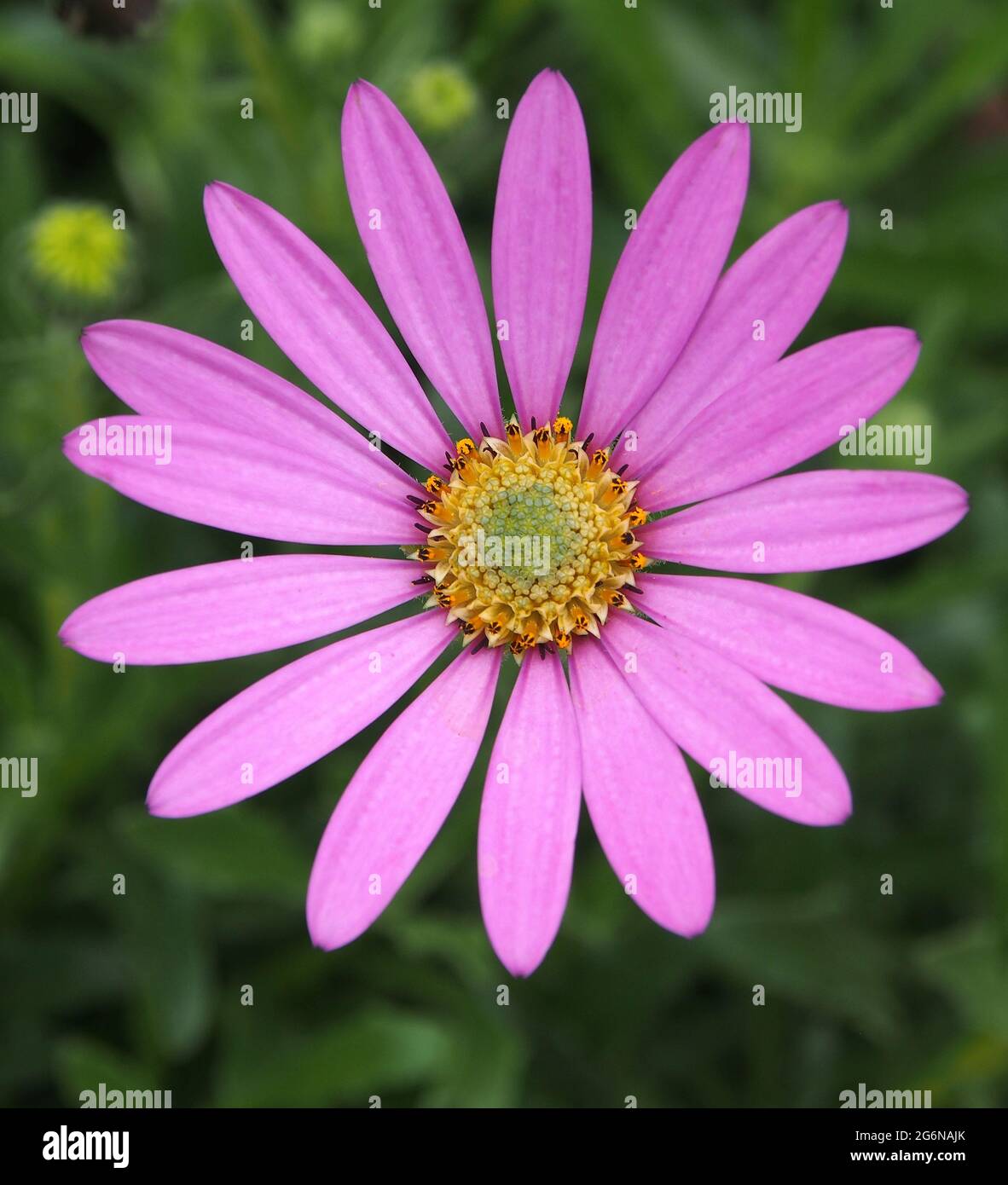 Nahaufnahme einer einzelnen Osteospermum, die im Juli in einem englischen Garten blüht. Stockfoto