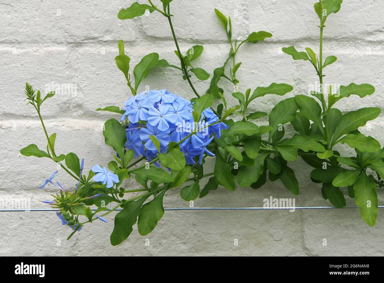 Ein einziger Blütenstand von blauem Jasmin, der im Juli auf einer weißen Wand wächst. Stockfoto