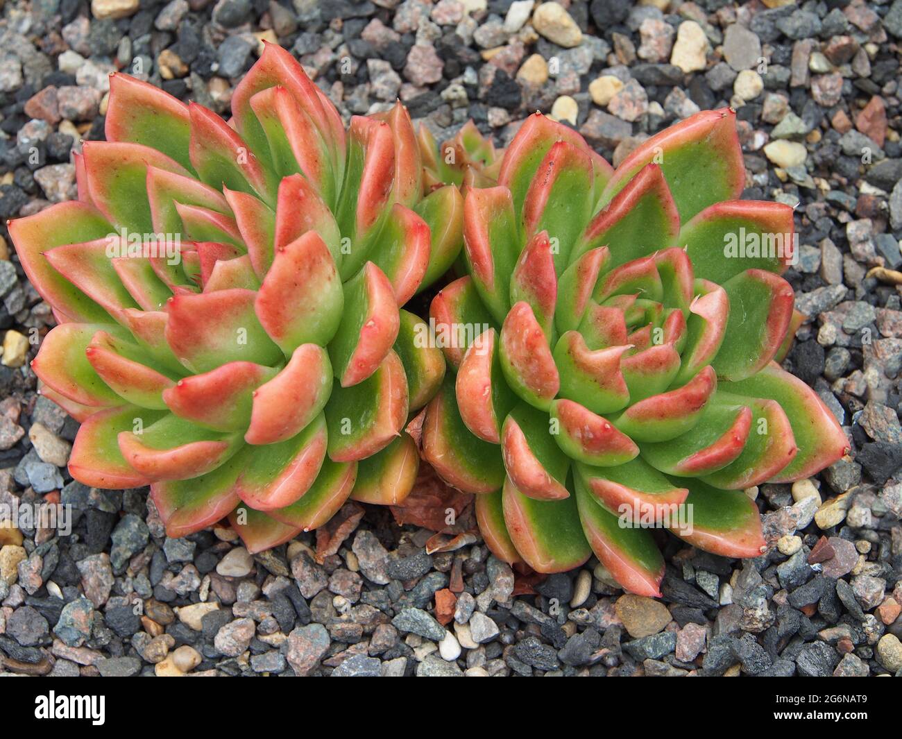 Makroaufnahme eines roten und grünen saftigen Echeveria, der im Juli in einem Gewächshaus wächst. Stockfoto