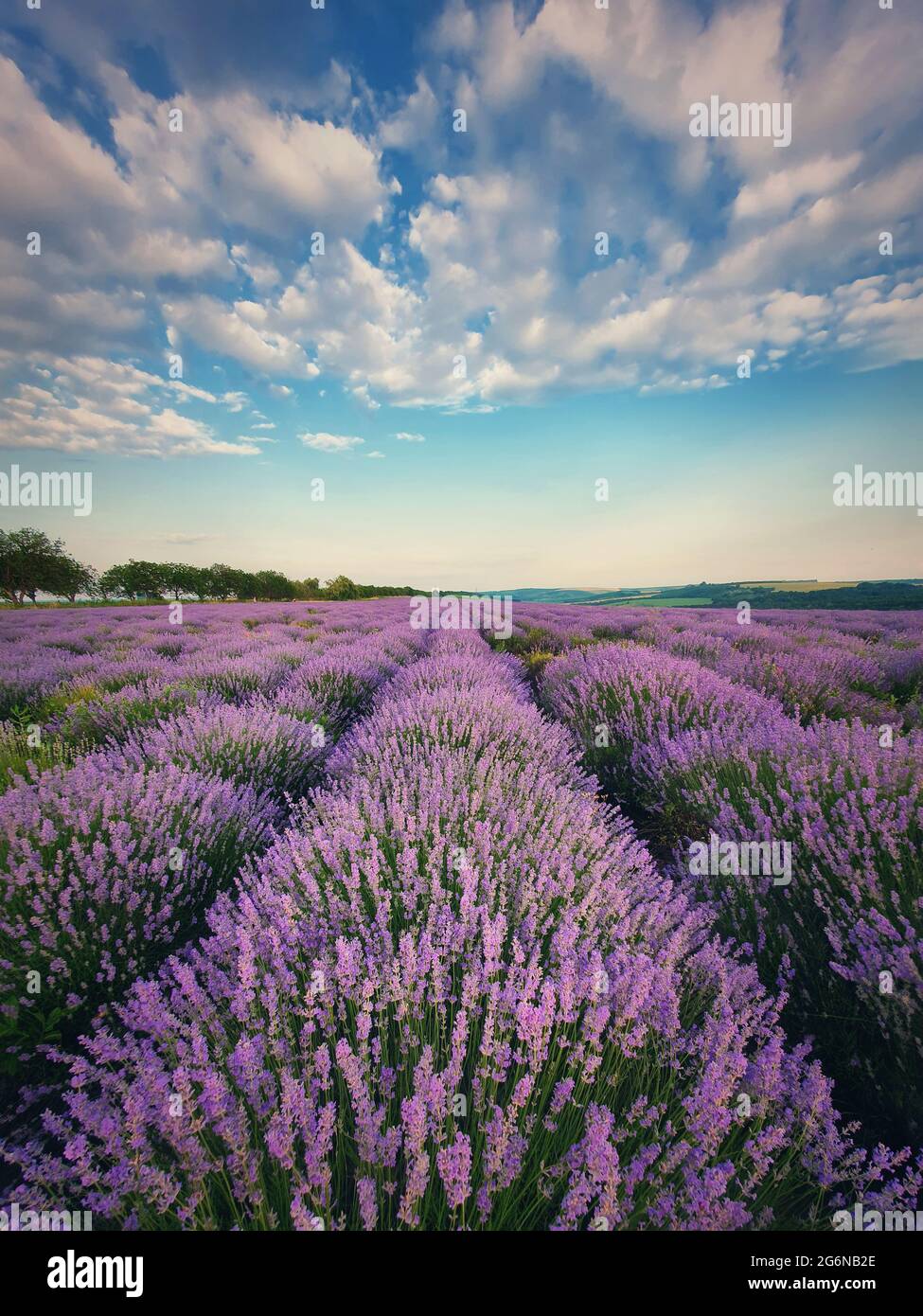 Malerische Szene des blühenden Lavendelfeldes. Schöne lila rosa Blüten in warmen Sommer Sonnenuntergang Licht. Vertikale Ansicht, duftende lavandula Pflanzen blos Stockfoto