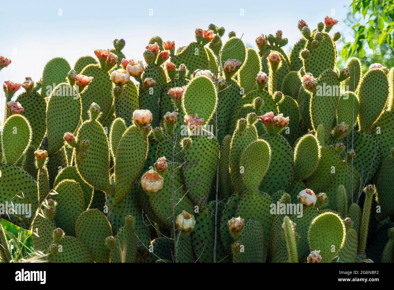 Blüte der Kaktusbirne, opuntia ficus indica. Abruzzen, italien, europa Stockfoto