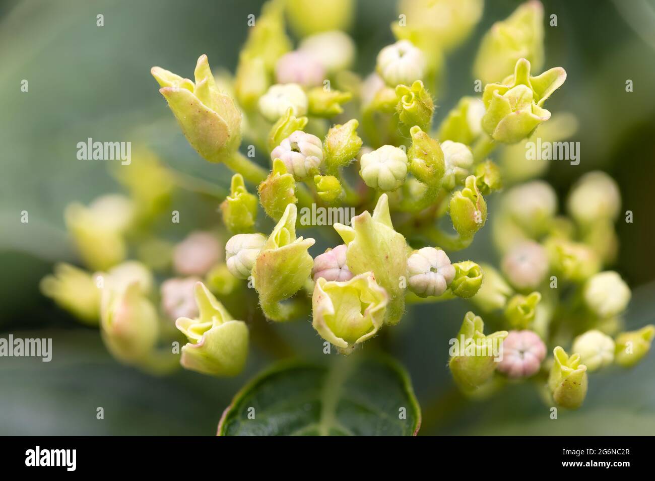 Fokus Stapel Detail der Hortensia Blume mit verschwommenem Hintergrund Stockfoto