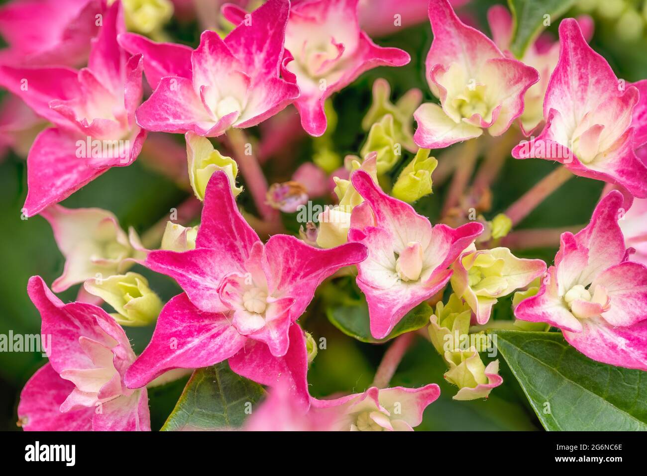 Fokus Stapel Detail der Hortensia Blume mit verschwommenem Hintergrund Stockfoto