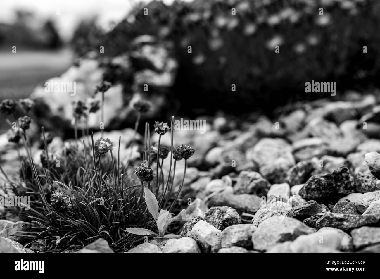 Selektiver Fokus auf ein einzelnes Distelkraut, das sich in einem Fleck dekorativer Blumen versteckt Stockfoto