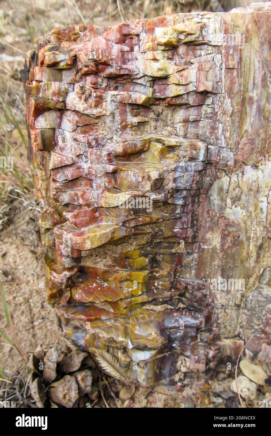 Nahaufnahme der farbenfrohen versteinerten Holzproben im Petrified Forest State Park, Escalante, Utah, USA Stockfoto