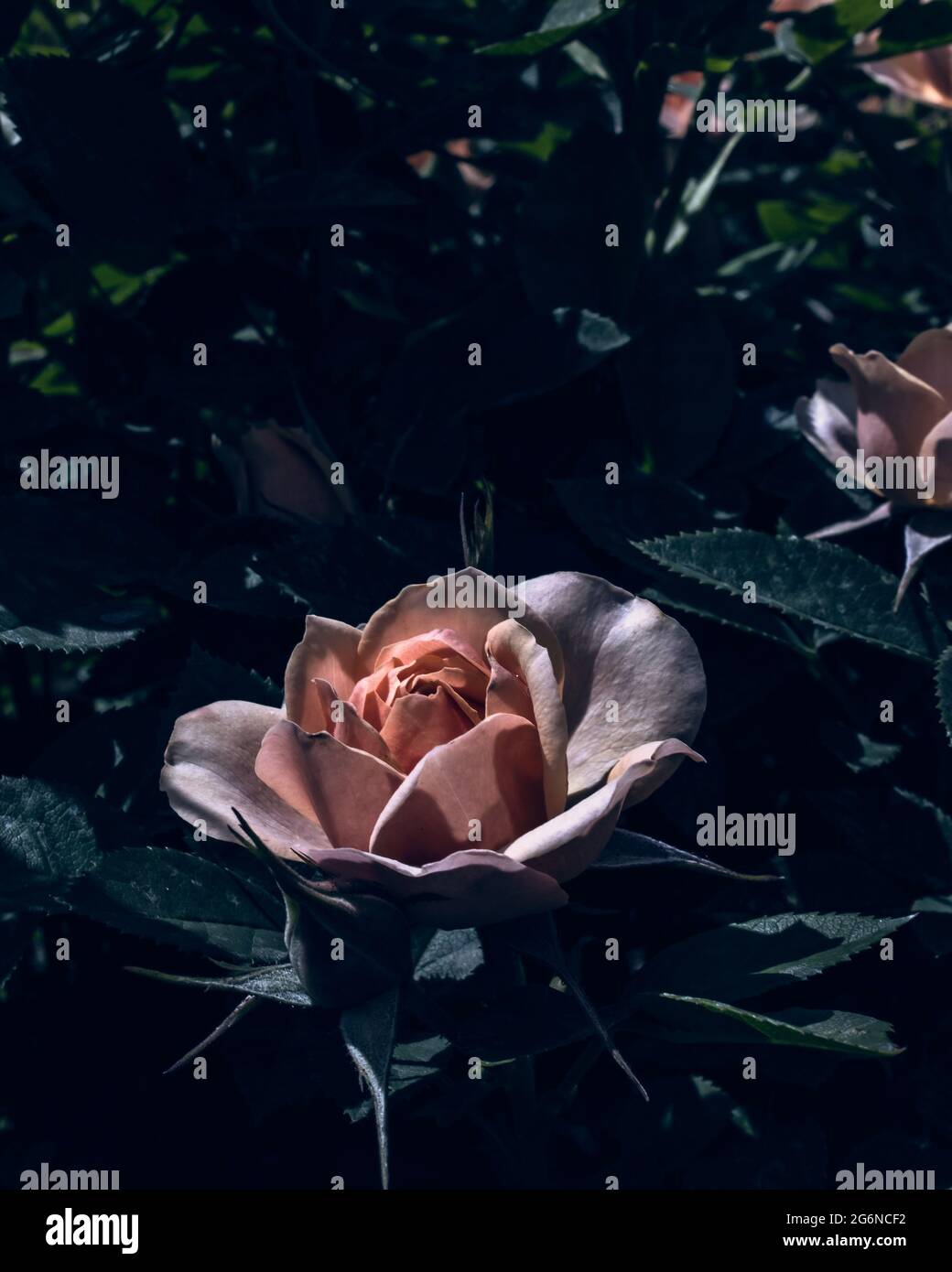 Einzelne rosa Rosenblüte auf einem Rosenstrauch im Frühjahr Stockfoto
