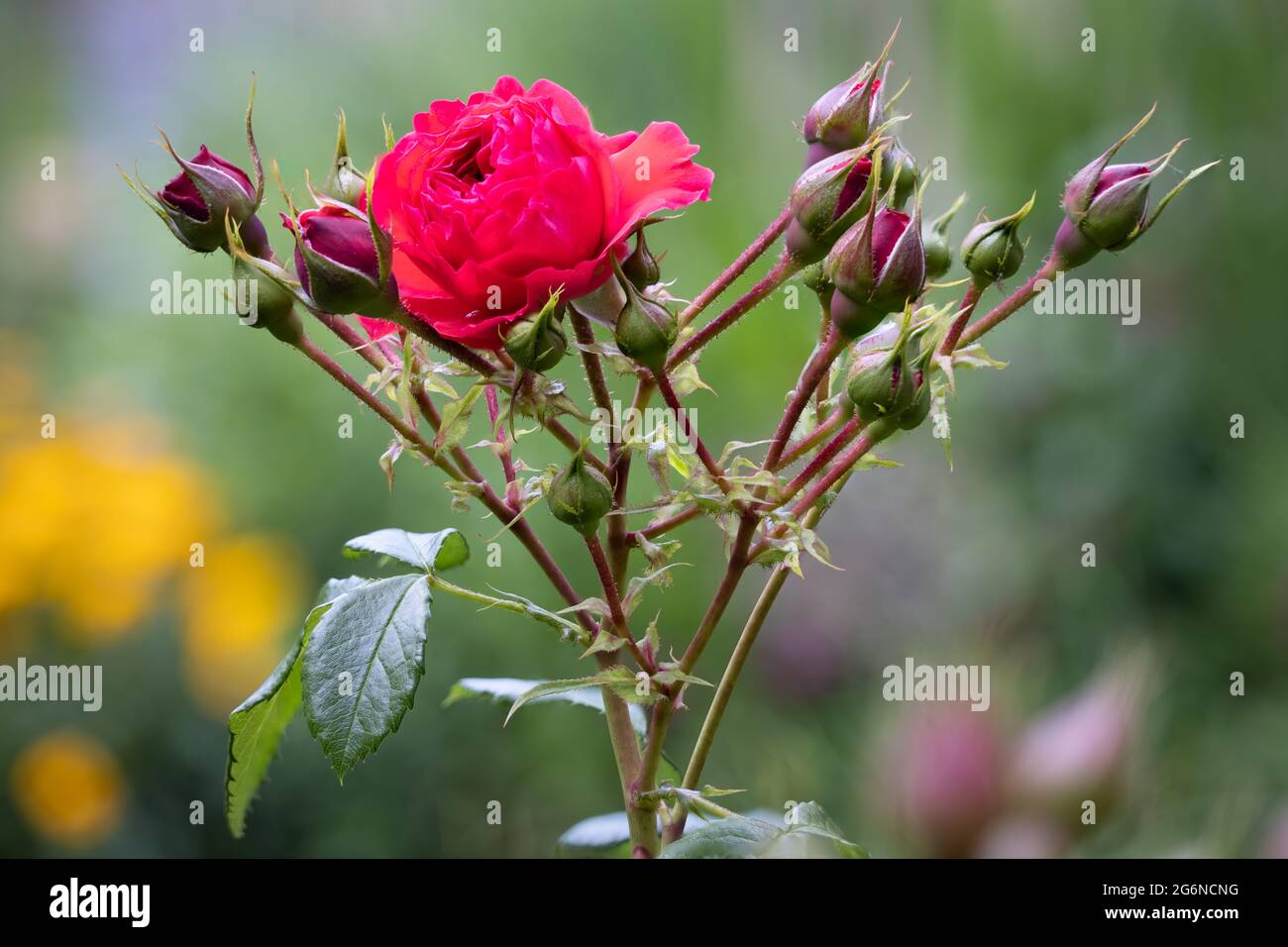 Fokus Stapel Detail der roten Rosenblume mit verschwommenem Hintergrund Stockfoto