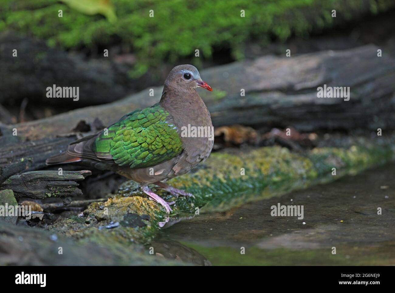 Grau-kappige Smaragdtaube (Chalcophaps indica indica) erwachsenes Männchen, das am Waldpool Kaeng Krachan, Thailand, steht November Stockfoto