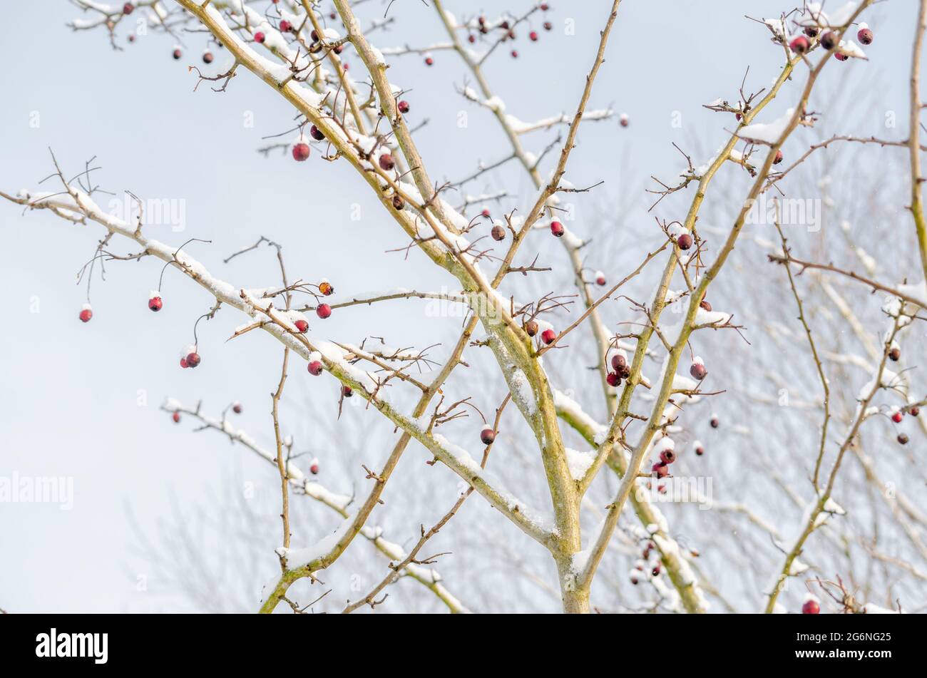 Die rote Frucht des Crataegus monogyna, bekannt als Weißdorn oder einsaat Weißdorn. Eisiger Schnee auf dem Beerenbaum. Stockfoto