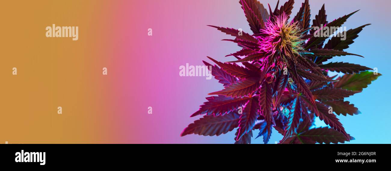 Cannabispflanze Draufsicht. Langer Banner-Hintergrund mit blühender Marihuana-Pflanze im tropischen Neon-Stil vor farbenfroher Kulisse. Banner mit leerem Leerzeichen f Stockfoto