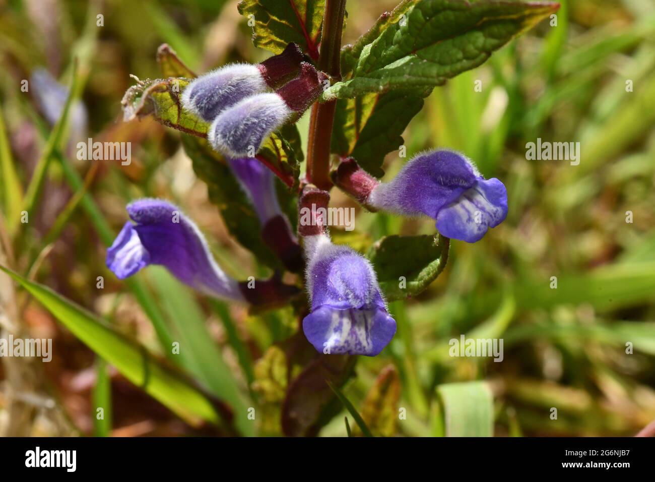 Gemeine Skullcap 'Scutellaria galericulata' mit leuchtend blauen Blüten auf feuchtem Boden wie Sümpfen, Fennen, Flussufern und Teichränder gefunden.Blumen Ju Stockfoto