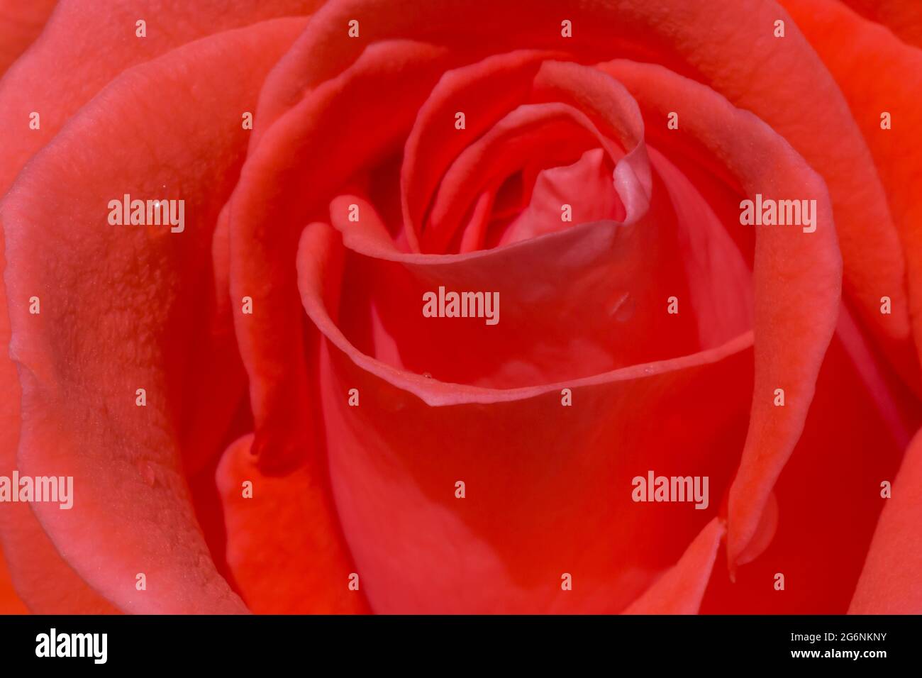 Makrofoto der roten Rosenblüte mit mehreren Tautropfen Stockfoto