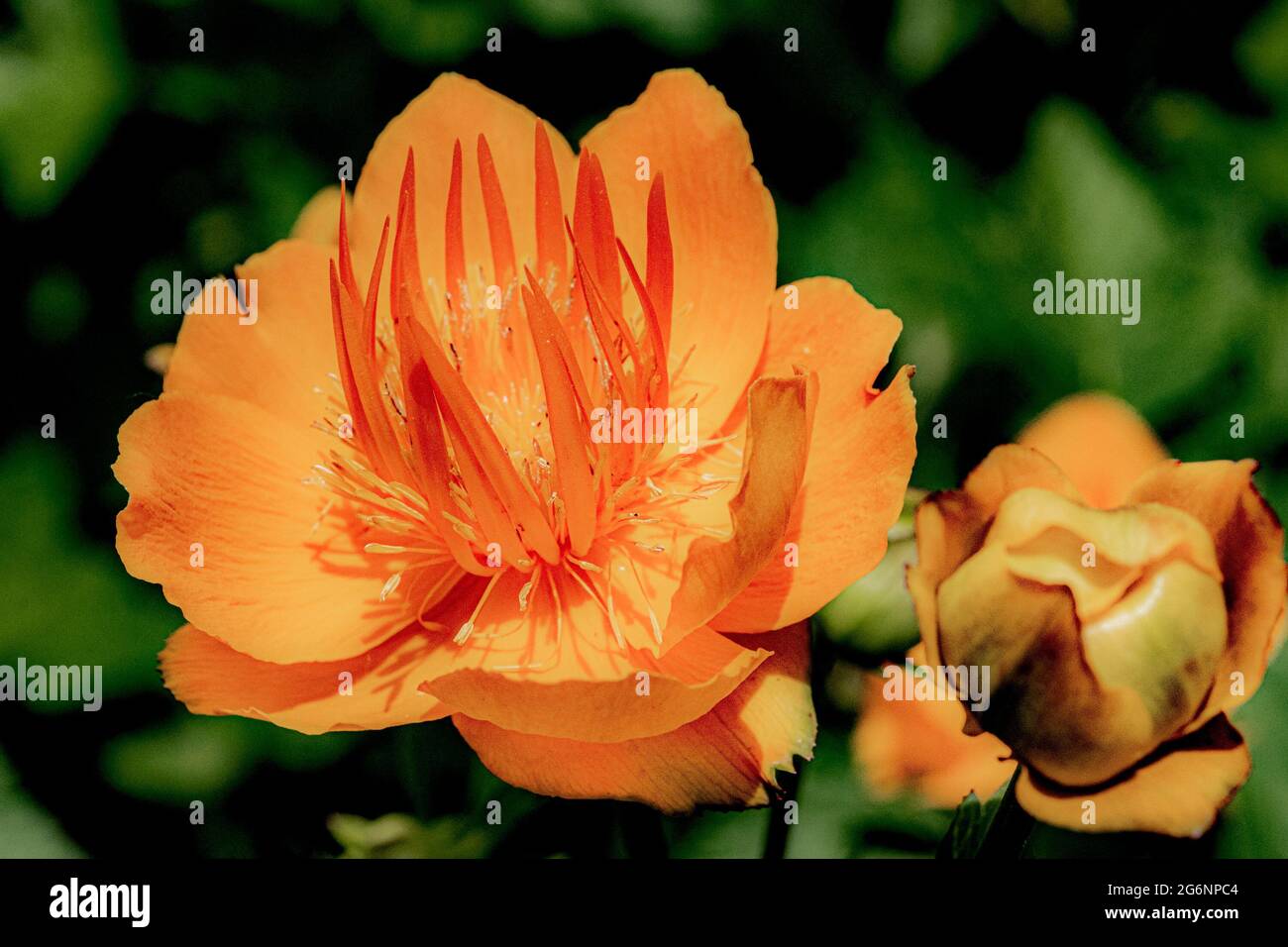 Große, offene, orange Trollius Blume als Licht vor einem Hintergrund von grünem Laub Stockfoto