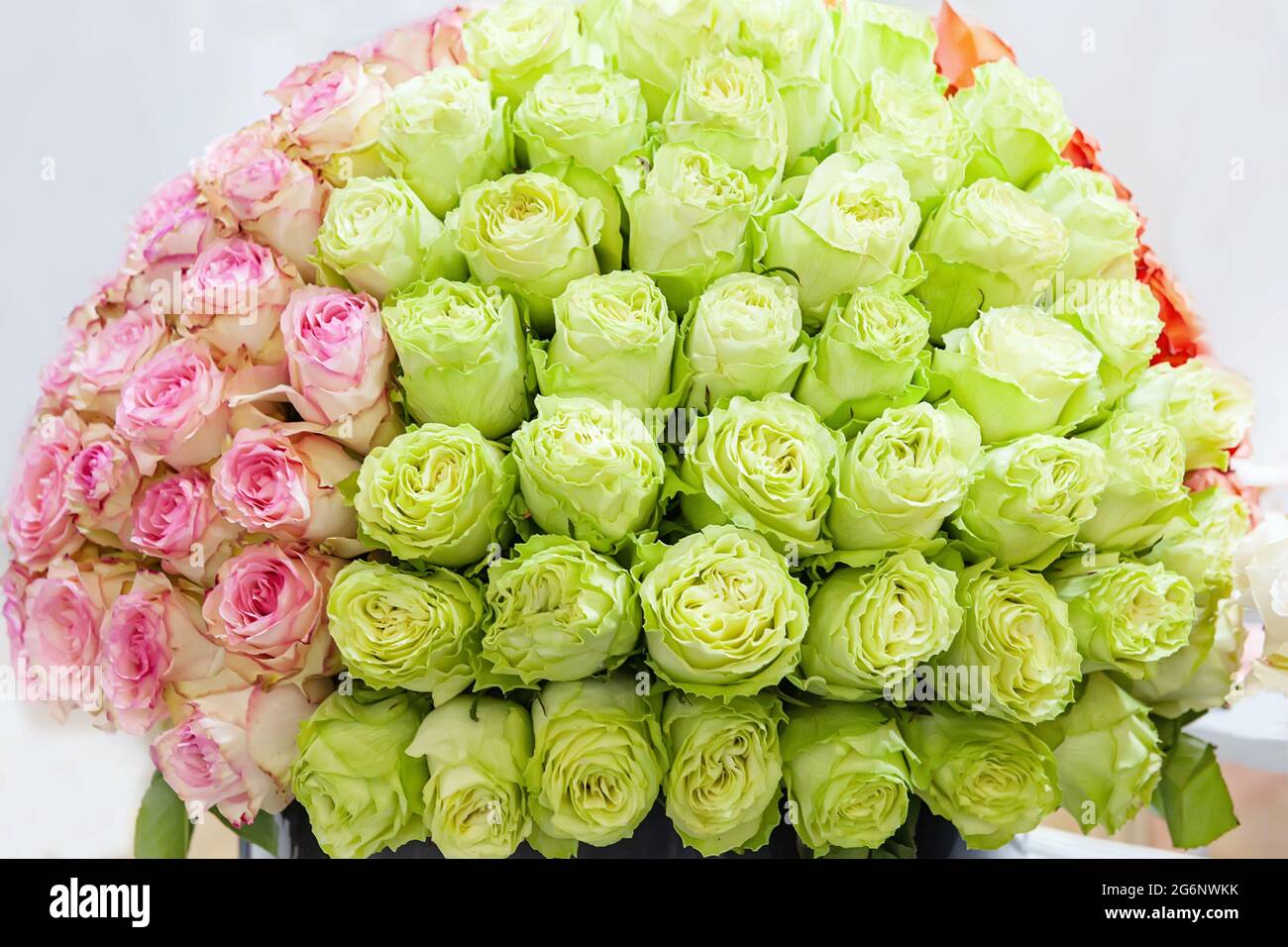 Riesiges Bouquet von schönen großen grünen und rosa Rosenblüten.  Natürlicher Hintergrund von romantischen Blumen. Zwei Farben von Rosen in  einem Bouquet Stockfotografie - Alamy