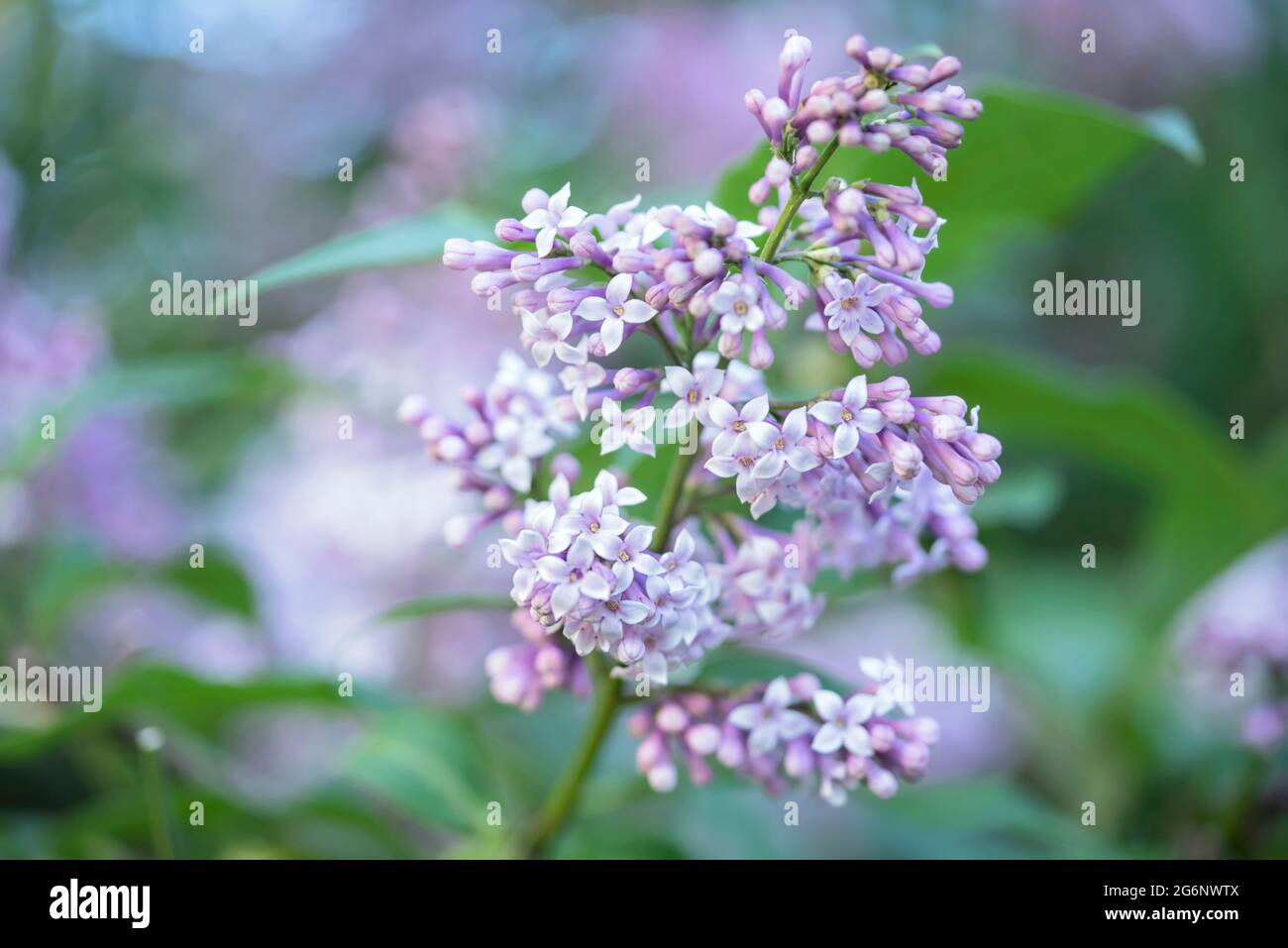 Die Blumen des Flieders mit dem Hintergrund der grünen Blätter mit dem hellen Bokeh Stockfoto