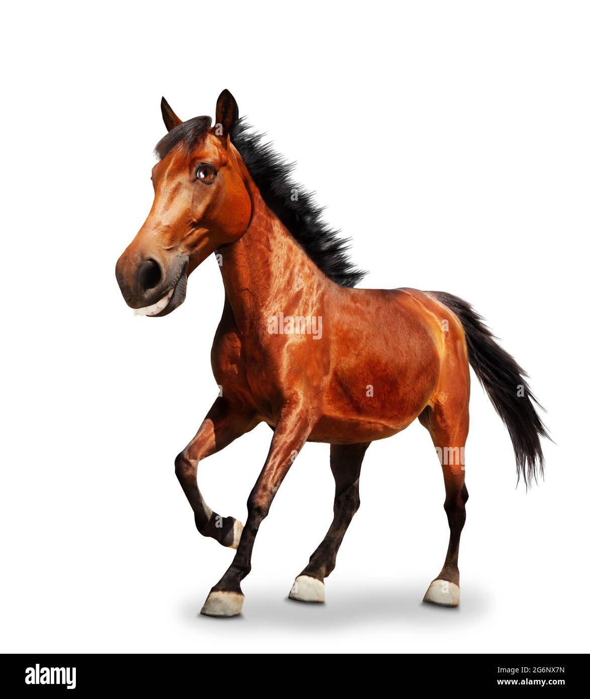 Lustige Cartoon wie Bild von Pferd Pfund einen HUF Stockfoto