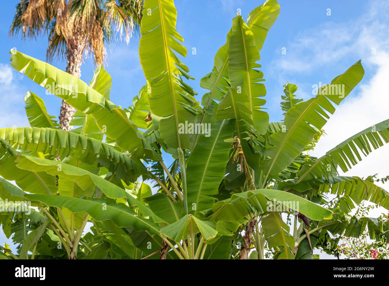 Tropische Bananenpflanze mit tropischen Blättern auf einer subtropischen Insel vor tiefblauem Himmel. Stockfoto