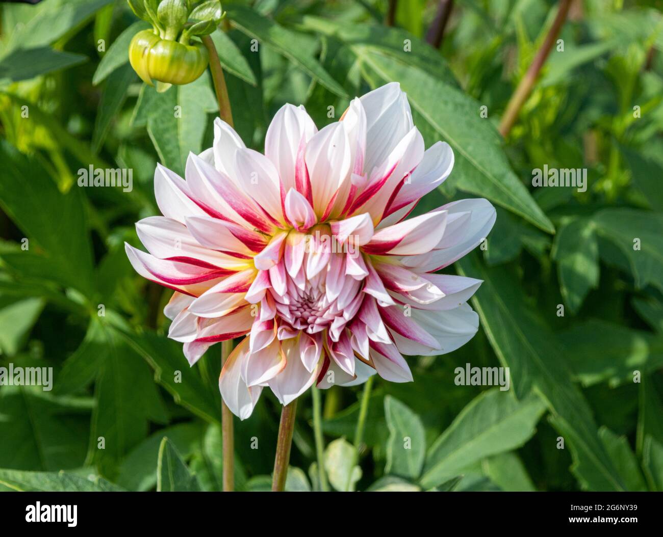 Dikotyle Pflanze Stockfotos und -bilder Kaufen - Alamy