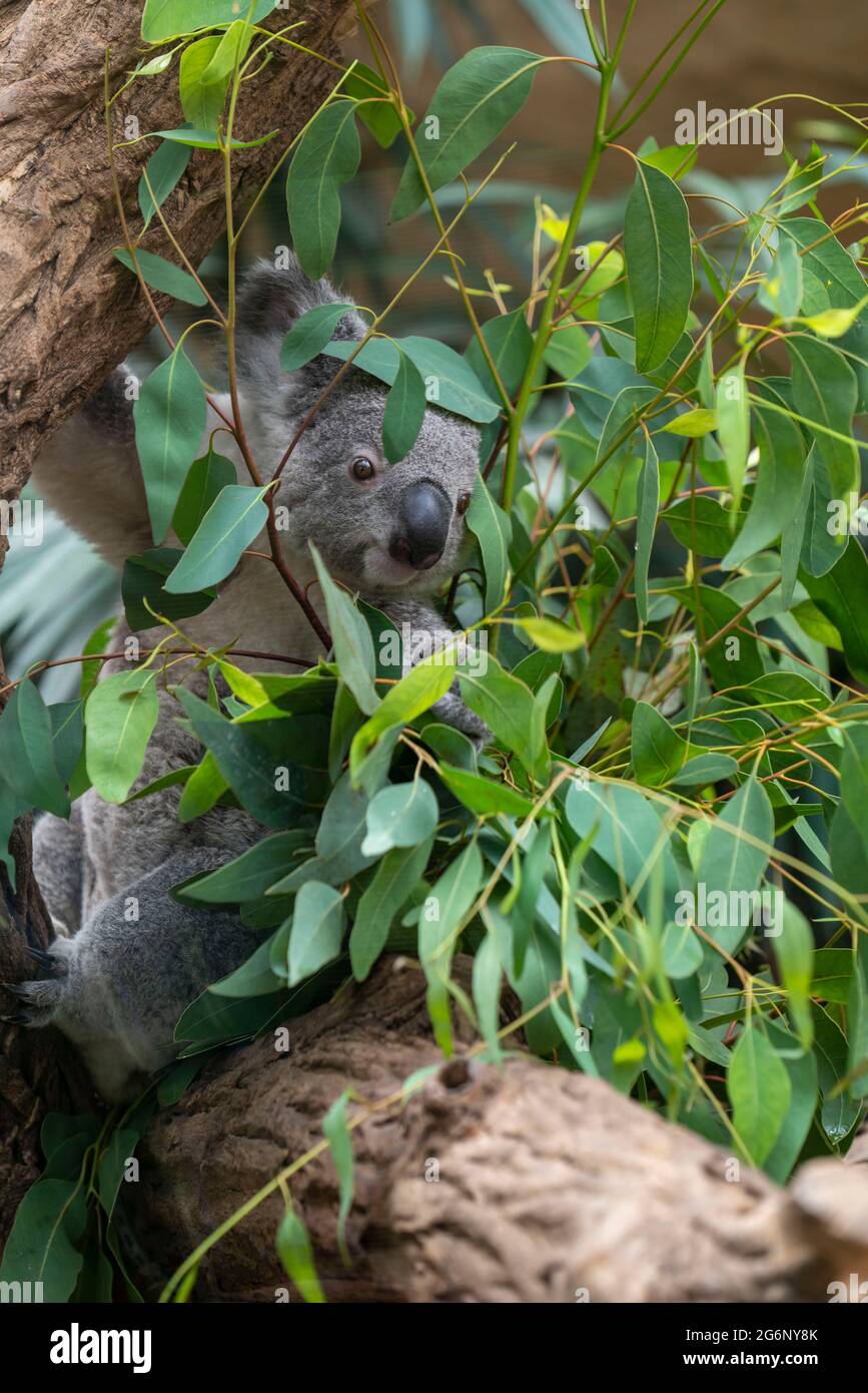 Zoo Duisburg, Koala, isst Eukalyptusblätter, Phascolarctos cinereus, NRW, Deutschland Stockfoto