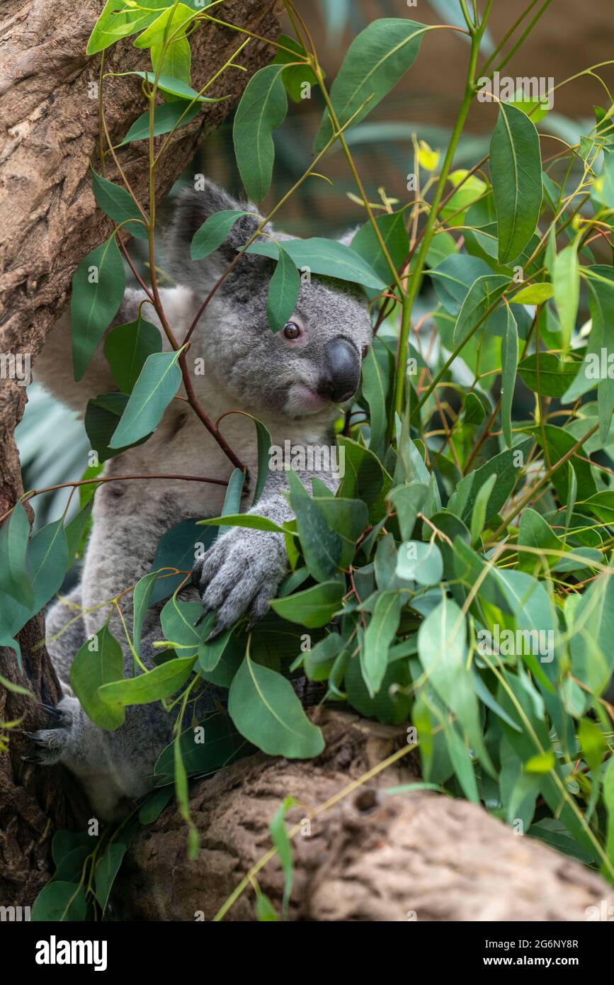 Zoo Duisburg, Koala, isst Eukalyptusblätter, Phascolarctos cinereus, NRW, Deutschland Stockfoto