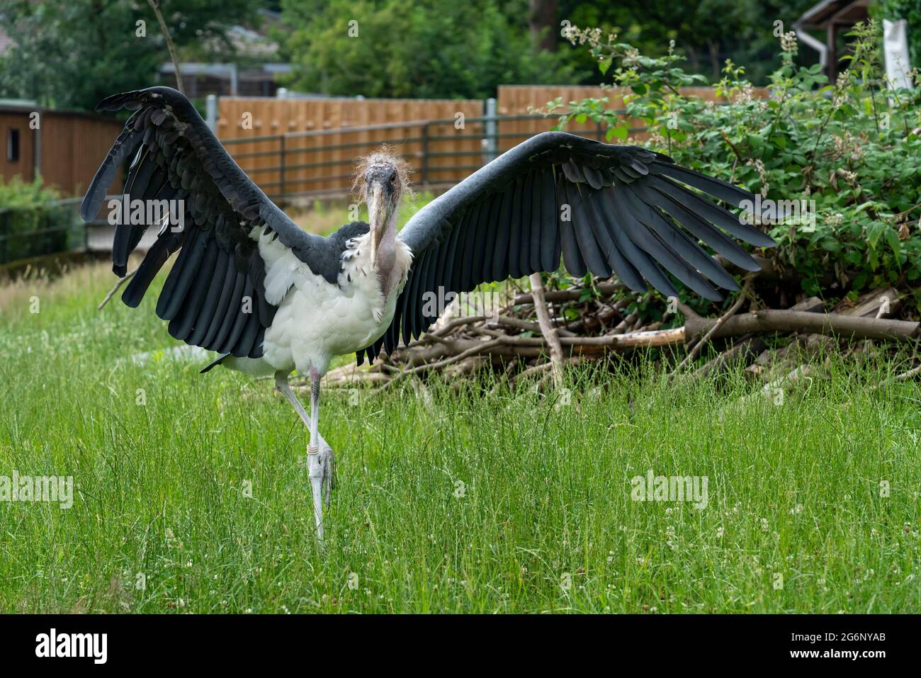 Duisburger Zoo, Afrikanischer Marabou, Leptoptilus crumeniferus, NRW, Deutschland Stockfoto