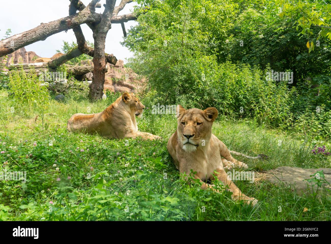 Duisburger Zoo, weibliche Löwen, Panthera leo, NRW, Deutschland Stockfoto