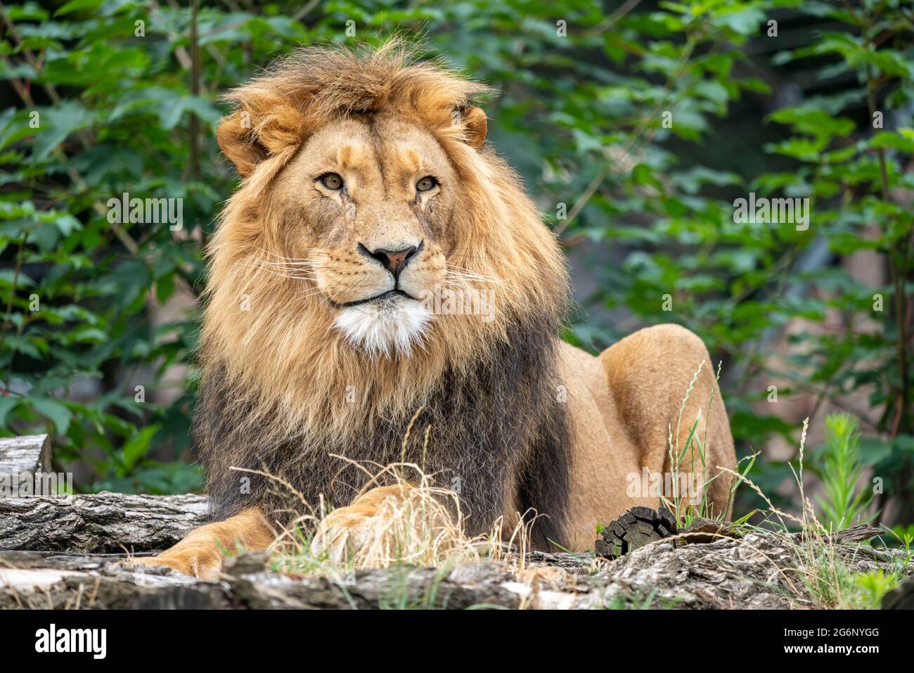 Duisburger Zoo, männlicher Löwe, Panthera leo, NRW, Deutschland Stockfoto