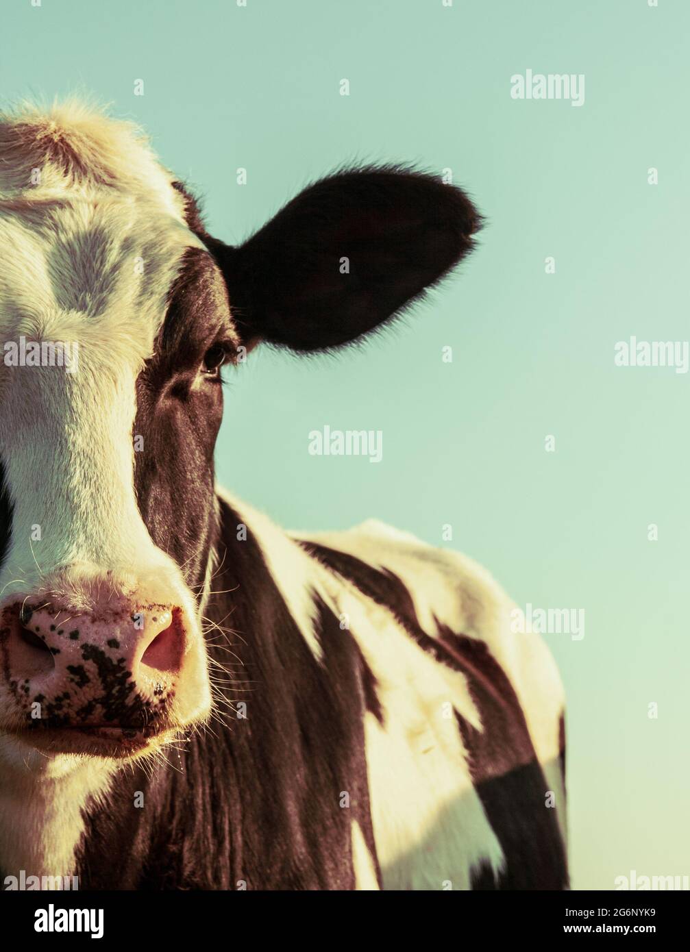 Holstein-Kuhportrait im Vintage-Stil Stockfoto