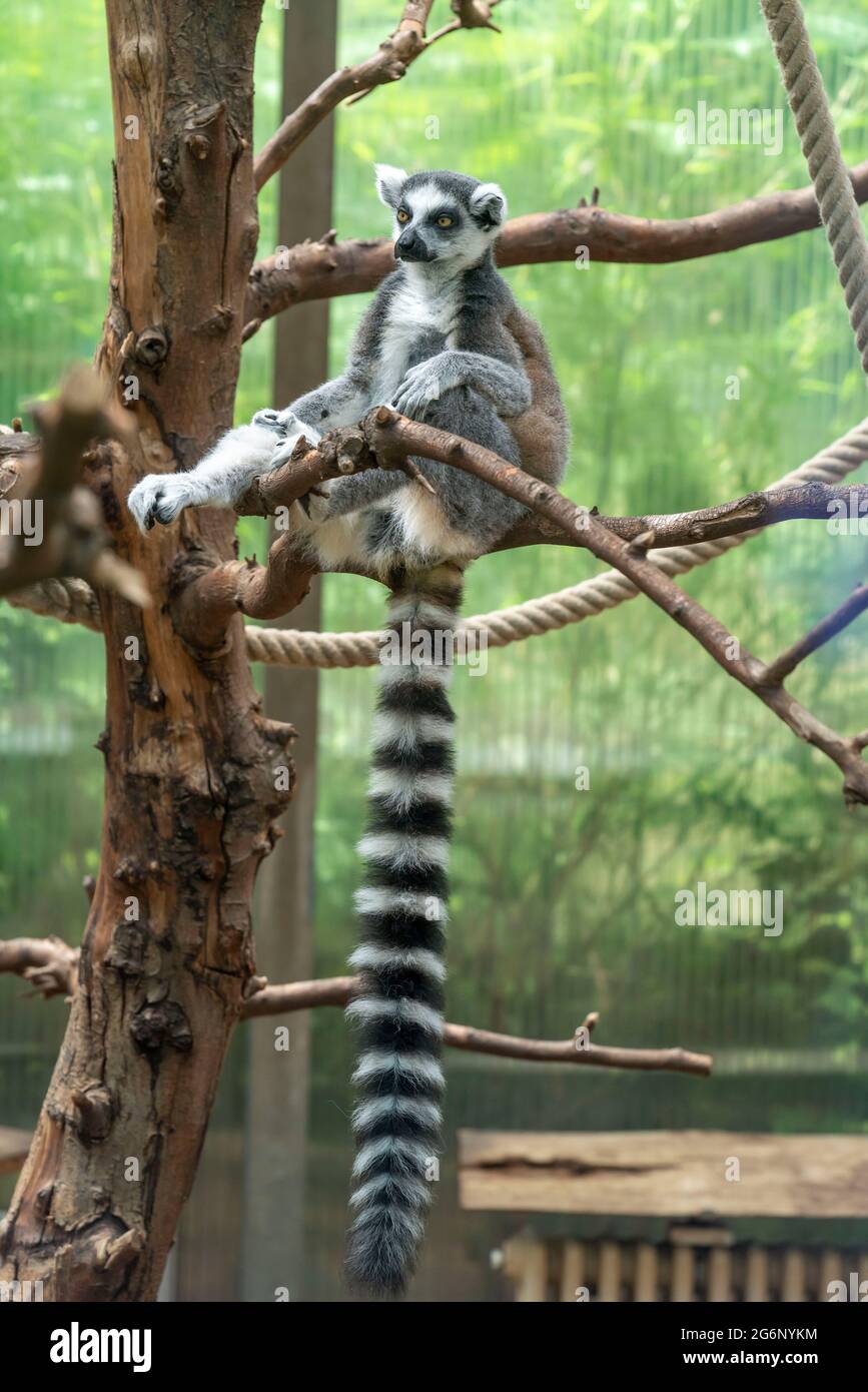 Duisburger Zoo, Lemur, Lemur catta, aus Madagaskar, NRW, Deutschland Stockfoto