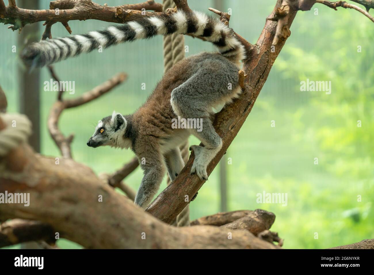 Duisburger Zoo, Lemur, Lemur catta, aus Madagaskar, NRW, Deutschland Stockfoto