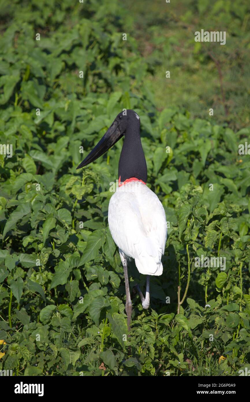 Nahaufnahme des Jabiru Storchs (Jabiru mycteria), der im Feld des grünen Sumpfes Transpantaneira, Pantanal, Brasilien, läuft. Stockfoto