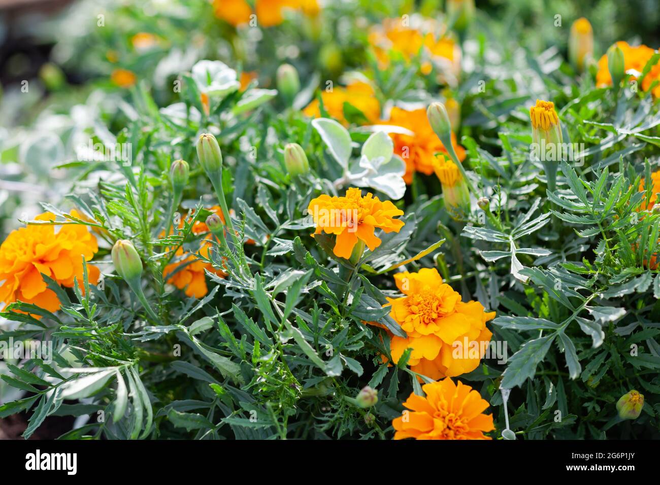 Orangefarbene Blüten in grünem Laub, als Hintergrund verwendet Stockfoto