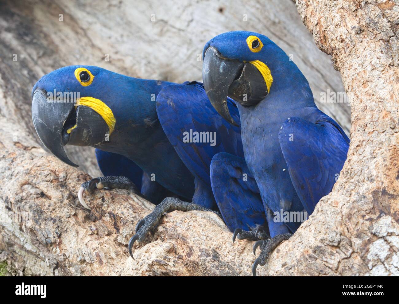 Nahaufnahme von zwei blauen Hyazintharas (Anodorhynchus hyacinthus), die in der Baumhöhle Transpantaneira, Pantanal, Brasilien, brüten. Stockfoto