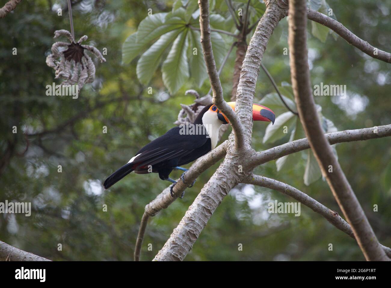 Nahaufnahme von Toucan (Ramphastos toco) in Bäumen sitzend Transpantaneira, Pantanal, Brasilien. Stockfoto