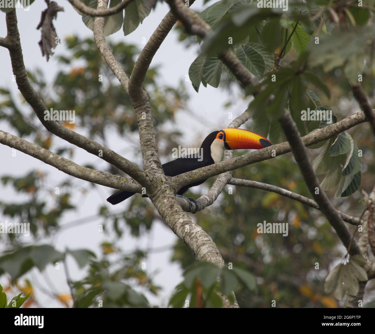 Nahaufnahme von Toucan (Ramphastos toco), der im Baum Transpantaneira, Pantanal, Brasilien, thront. Stockfoto