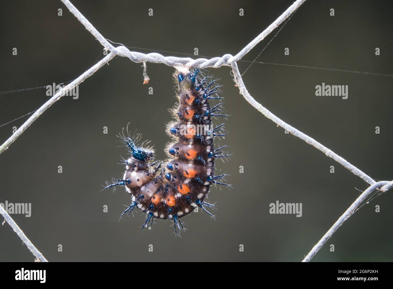 Die Raupe des australischen Flugblatt-Schmetterlings (Doleschallia bisaltide) beginnt sich zu einer Chrysalis am Zaun zu bilden. Fotografiert in Cow Bay, Daintree, F Stockfoto