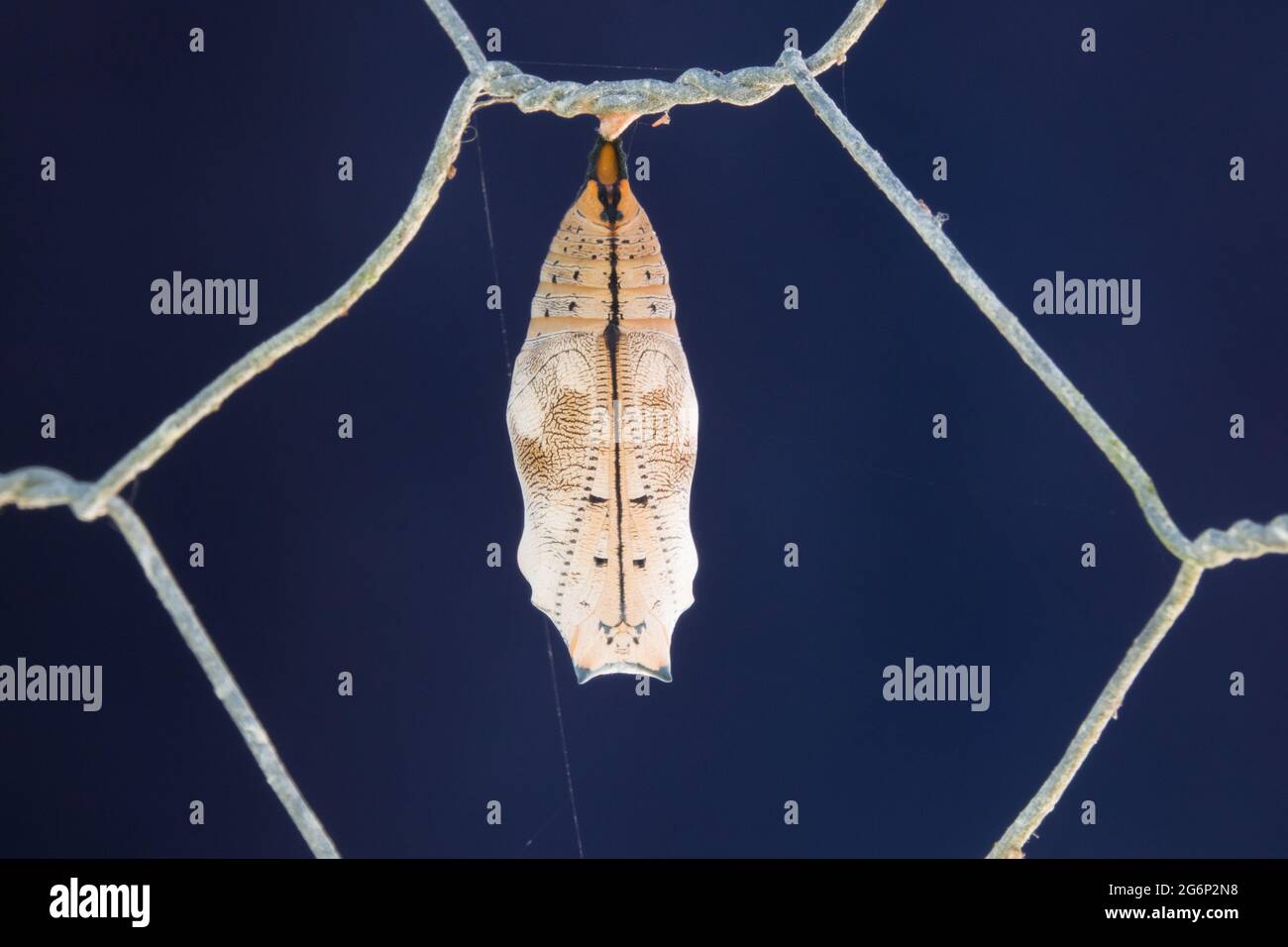 Chrysalis des australischen Flugblattes (Doleschallia bisaltide) am Zaun. Fotografiert in Cow Bay, Daintree, Far North Queensland, Australien. Stockfoto