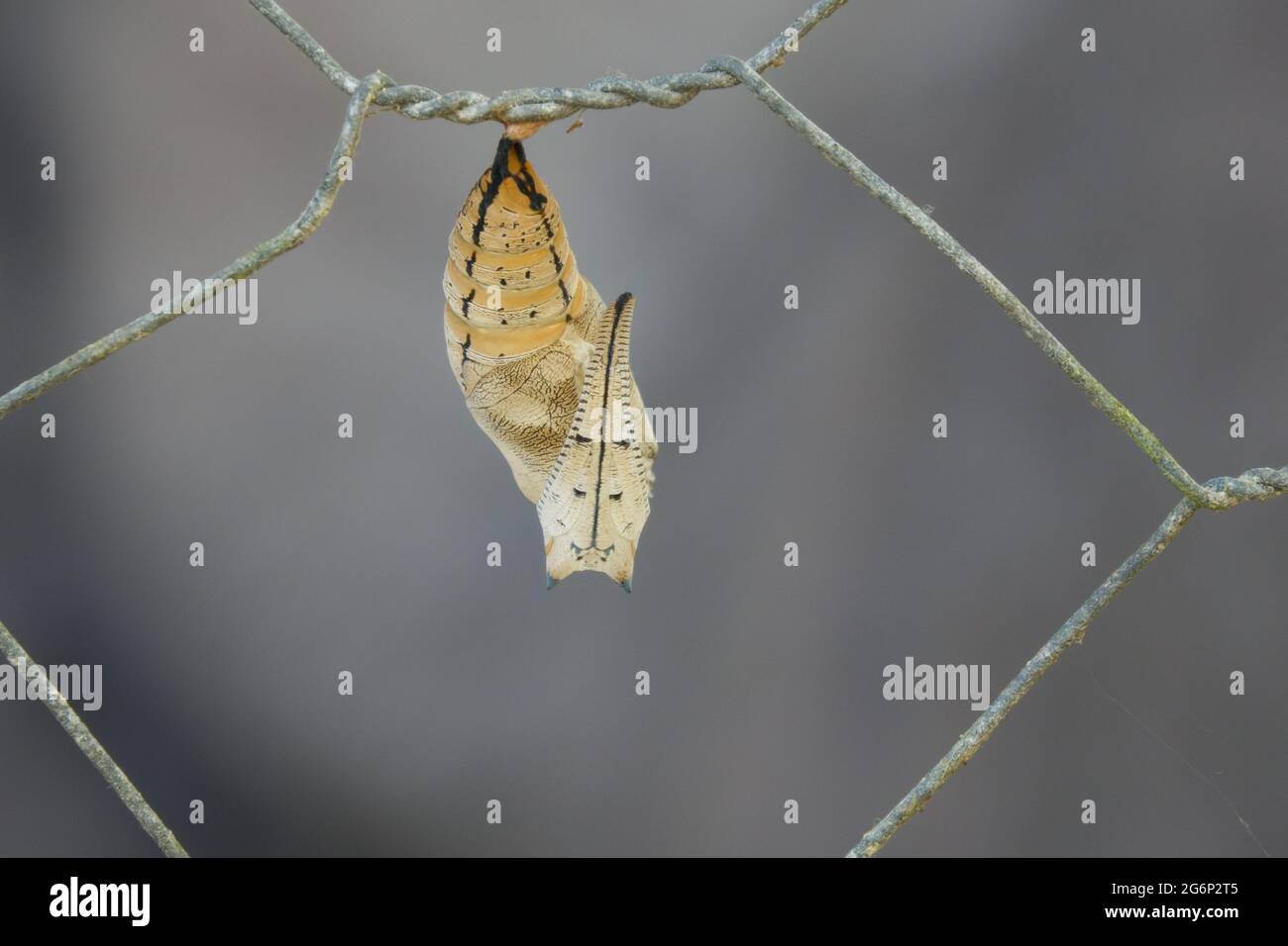Leerer Fall von Chrysalis mit australischem Blattfalter (Doleschallia bisaltide) nach dem Entstehen des Schmetterlings. Fotografiert in Cow Bay, Daintree, Far Nor Stockfoto