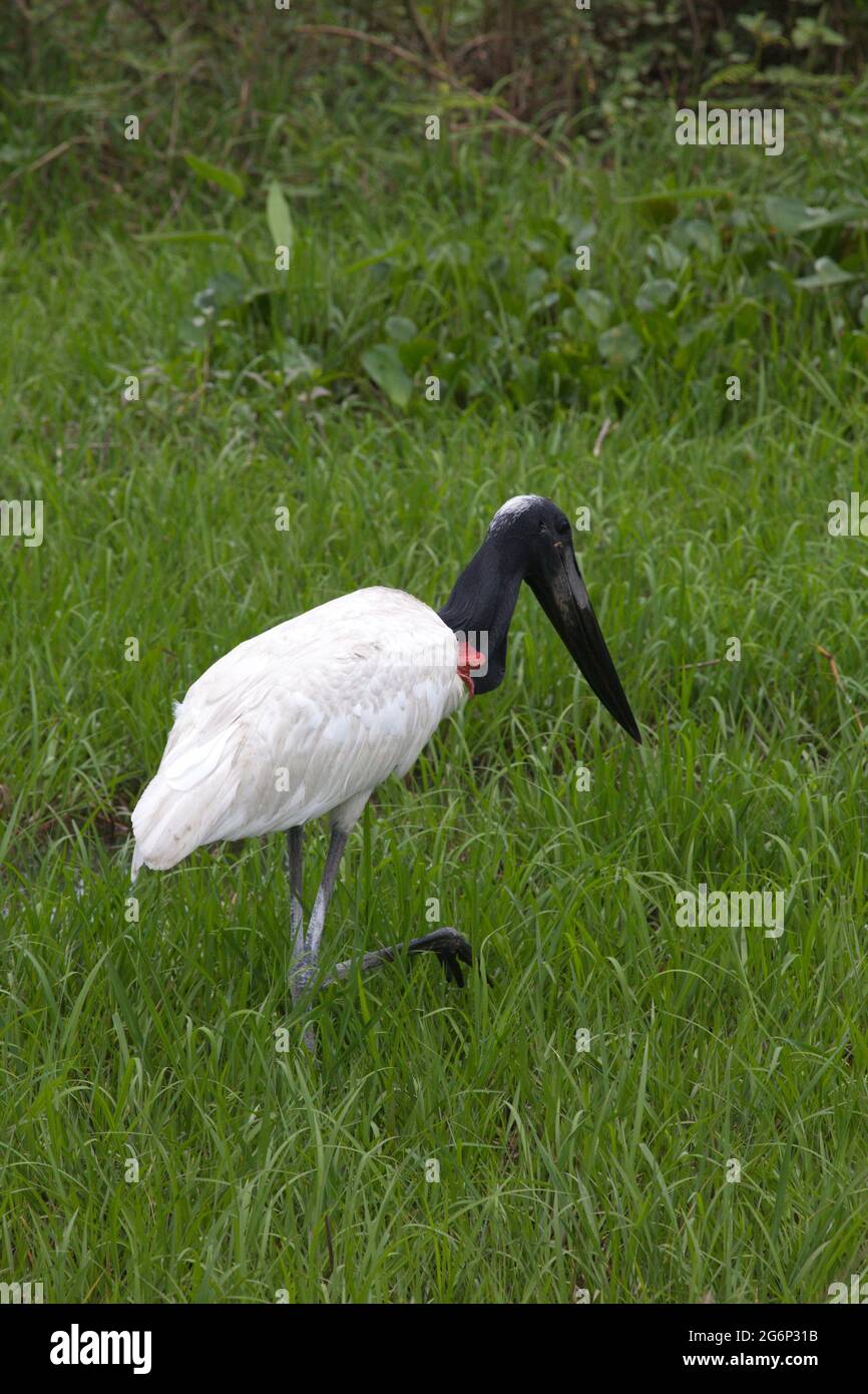 Nahaufnahme des Jabiru Storchs (Jabiru mycteria) beim Spaziergang im grünen Sumpf Transpantaneira, Pantanal, Brasilien. Stockfoto