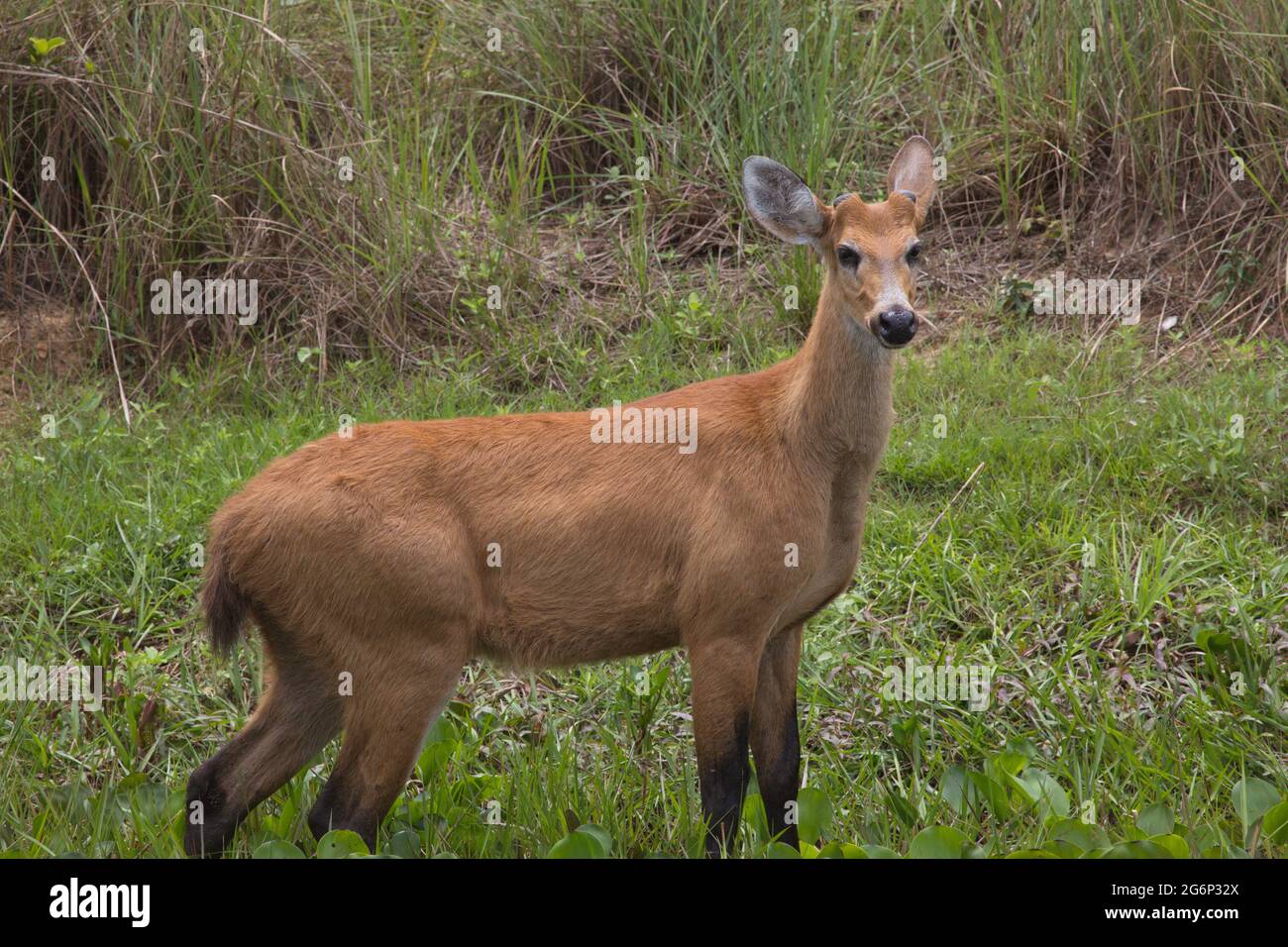 Seite auf dem Porträt von Marsh Deer (Blastocerus dichotomus) mit Blick auf die Kamera Transpantaneira, Pantanal, Brasilien. Stockfoto