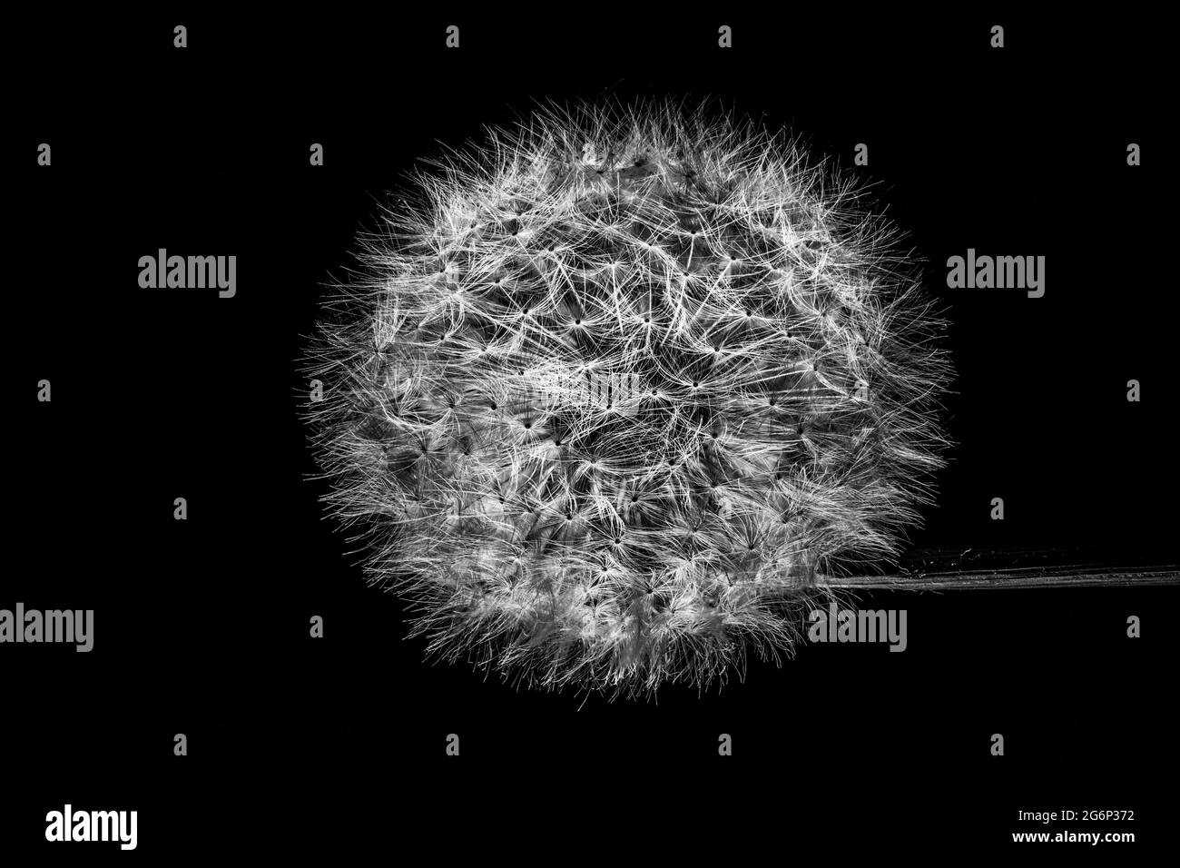 Schwarz-Weiß-Foto eines Dandelionkopfes. Kunstfotografie. Stockfoto
