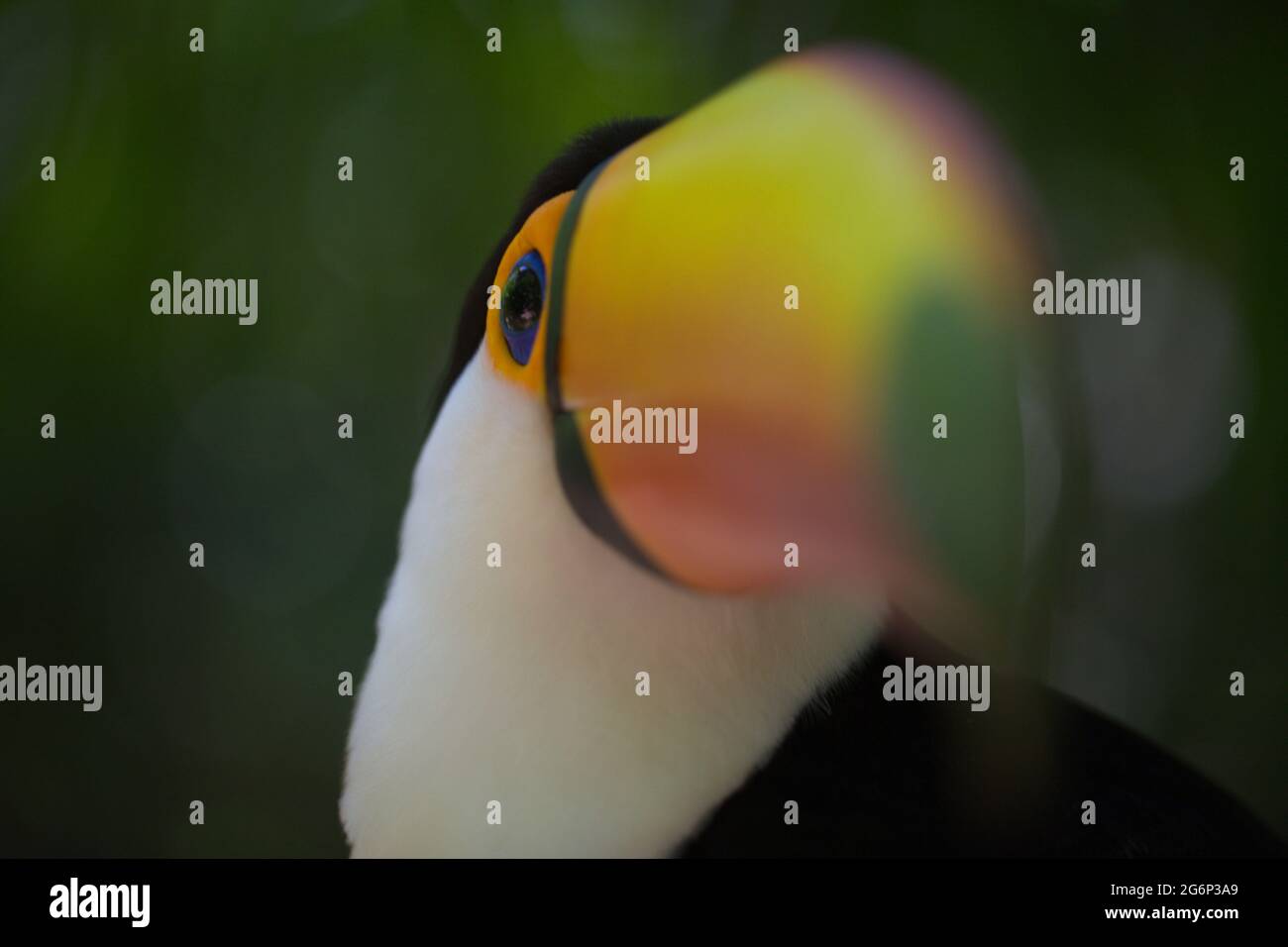 Nahaufnahme Makroportrait von Toucan (Ramphastos toco) Schnabel und Auge Brasilien Foz do Iguacu, Brasilien. Stockfoto