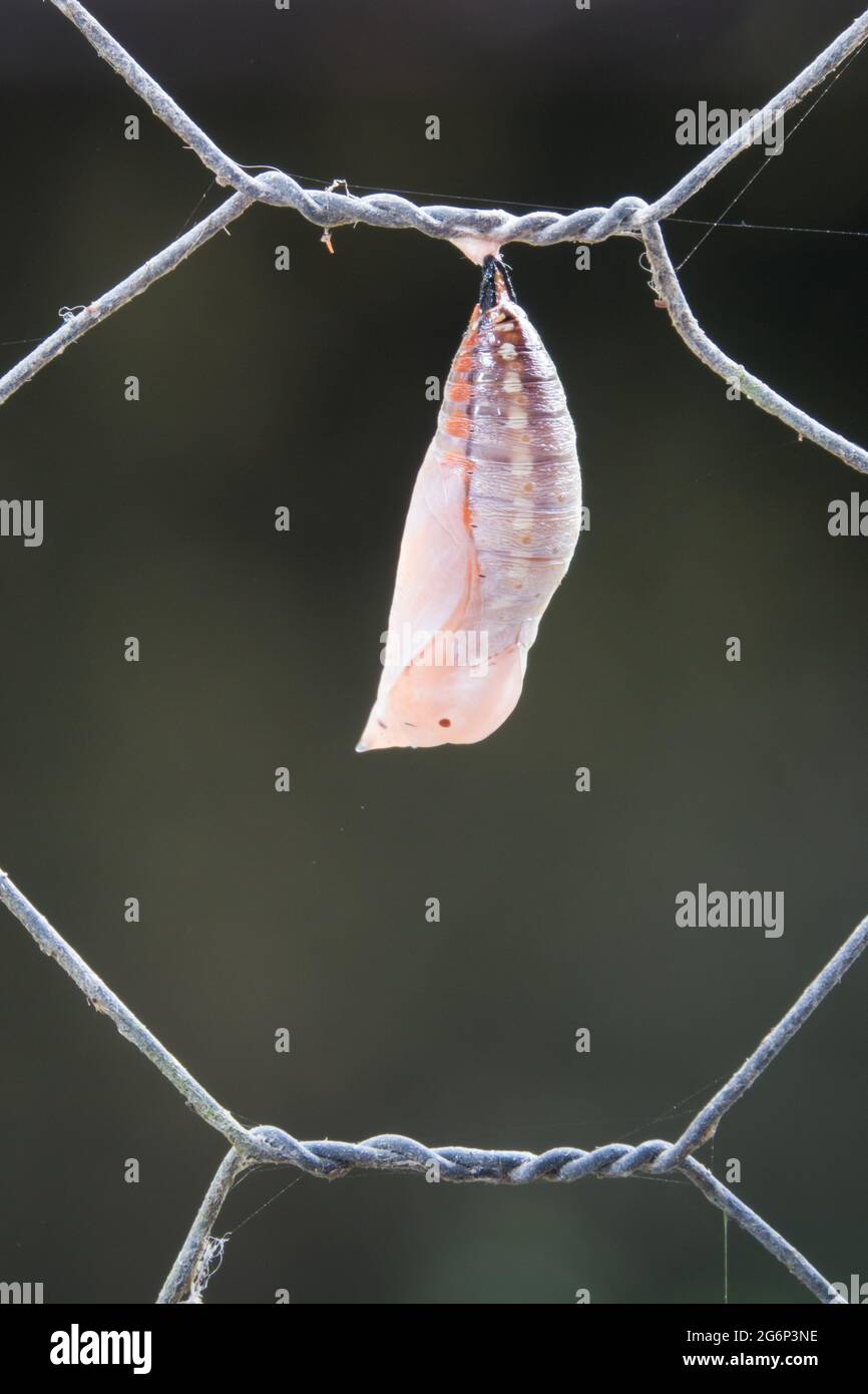 Neu gebildete Chrysalis des australischen Flugblattes (Doleschallia bisaltide) am Zaun. Fotografiert in Cow Bay, Daintree, Far North Queensland, Au Stockfoto
