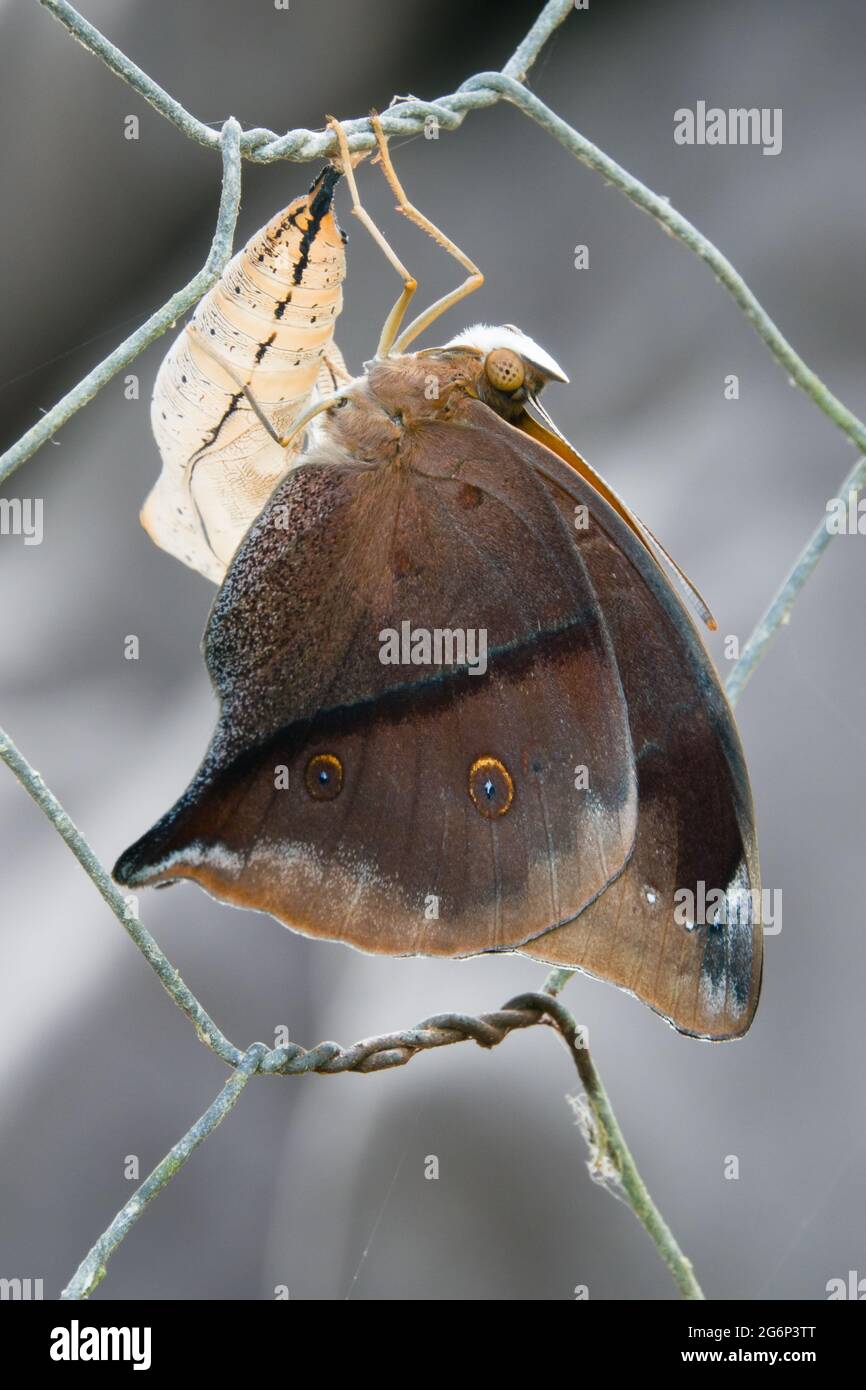 Neu aufgetauchte australische Flugblatt-Schmetterling (Doleschallia bisaltide) mit Chrysalis-Fall am Zaun. Fotografiert in Cow Bay, Daintree, Far North Queen Stockfoto