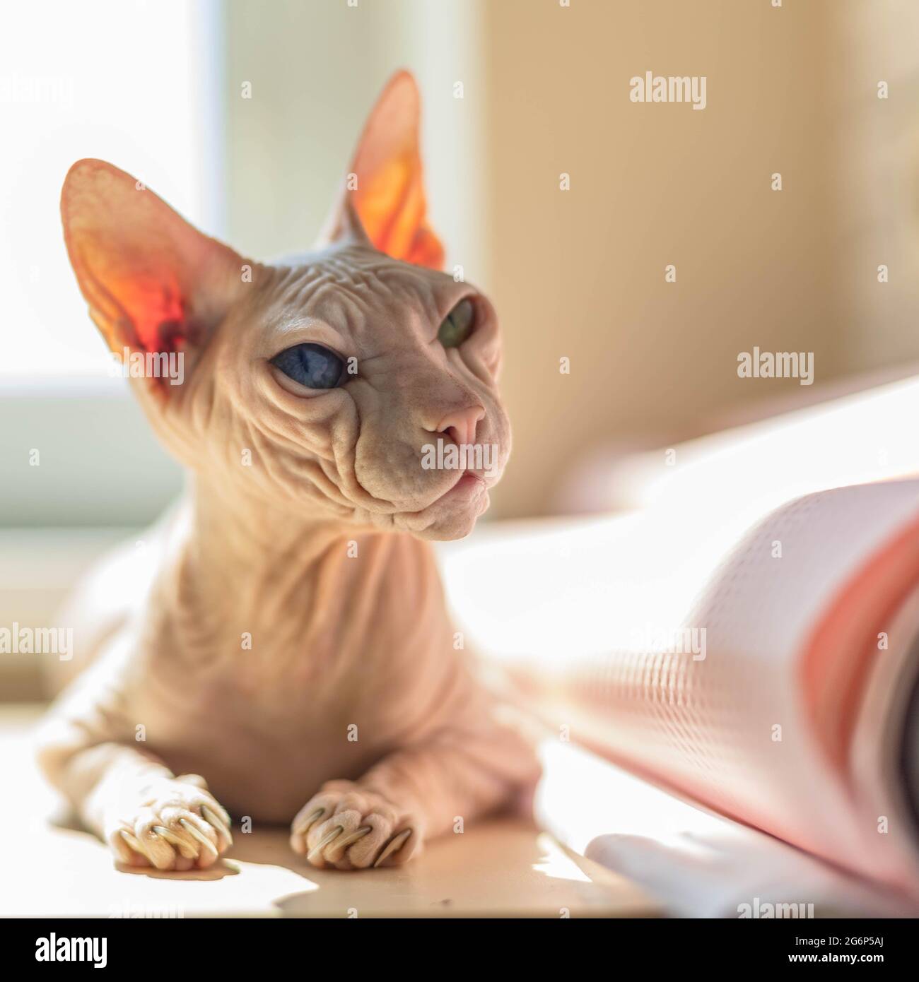 Hellrosa gefärbte Don Sphynx Katze Stockfoto