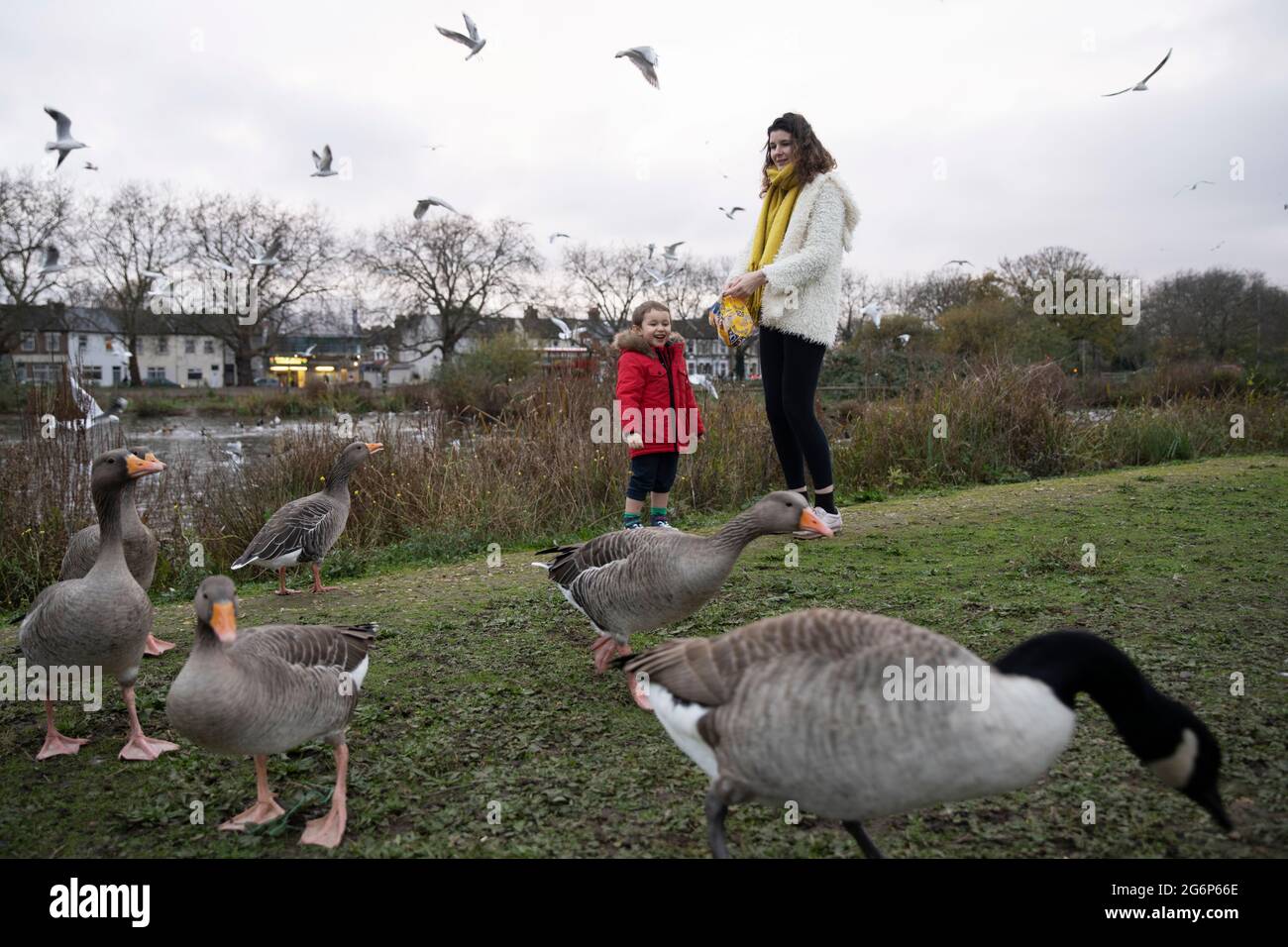 Ein kleiner Junge füttert Gänse und Enten mit seiner Mutter an einem Teich in London Stockfoto