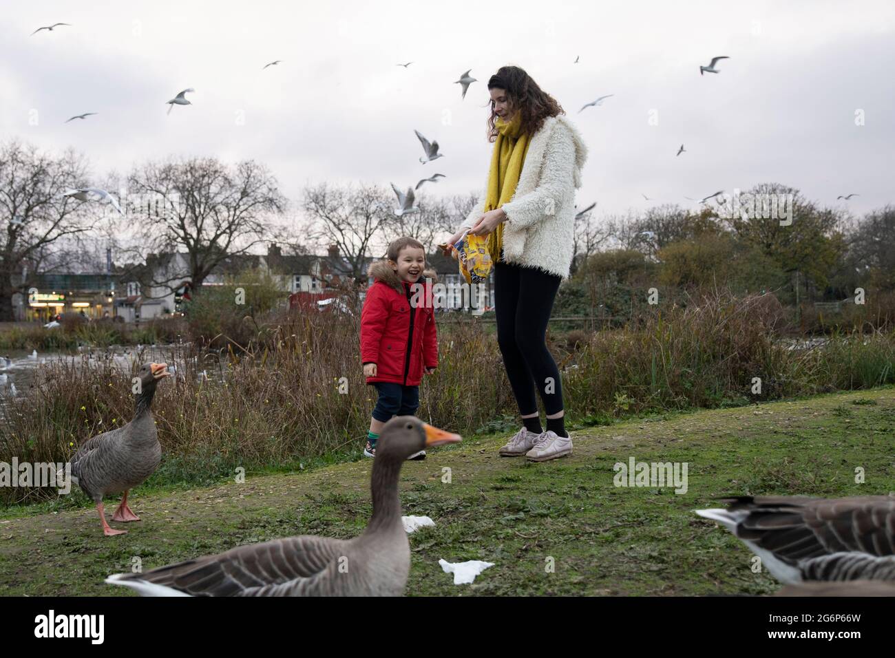 Ein kleiner Junge füttert Gänse und Enten mit seiner Mutter an einem Teich in London Stockfoto