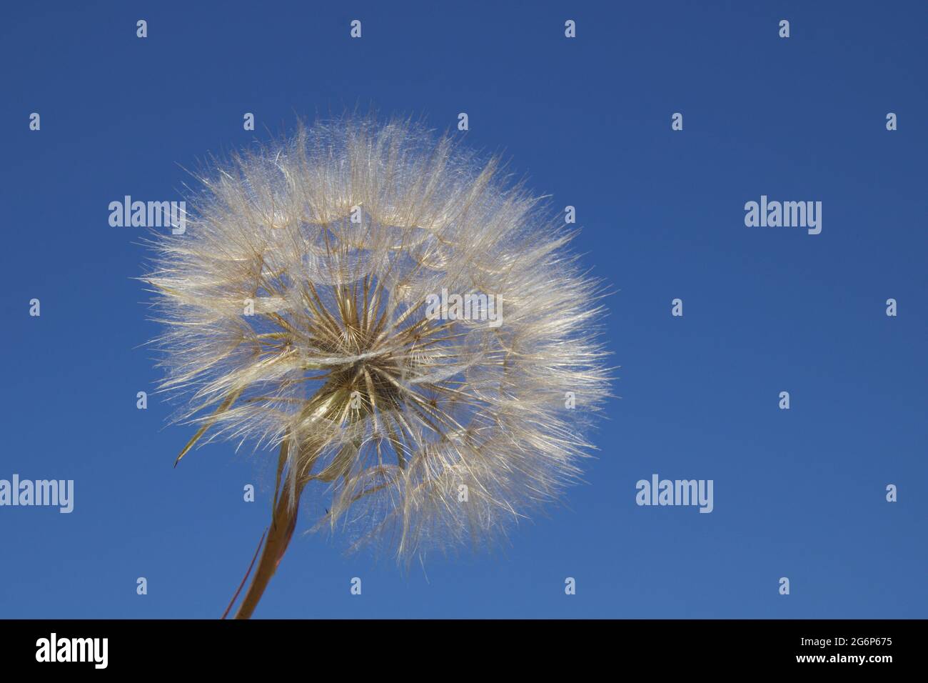 Riesiger, flauschiger Dandelionkopf in der Natur Stockfoto